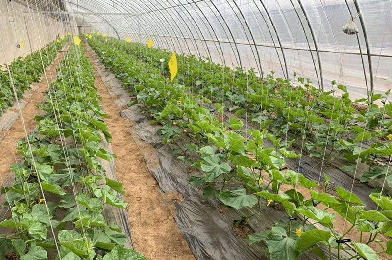 有機肥行業發展