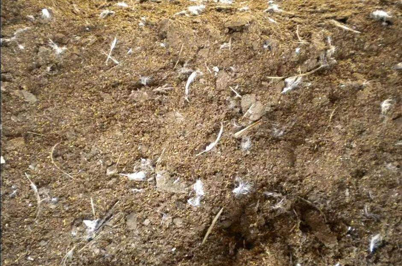 雞糞有機肥發(fā)酵工藝詳解