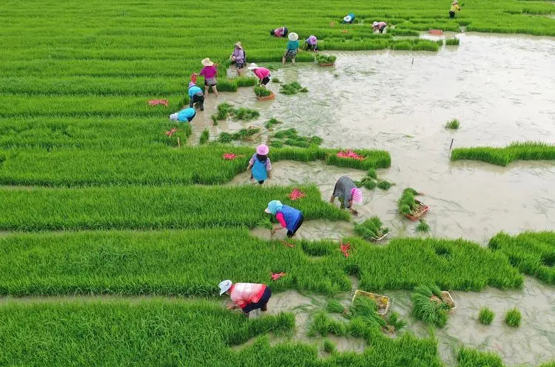 有機肥料提高農(nóng)作物產(chǎn)量