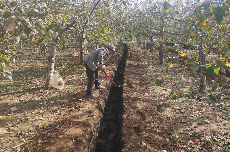秋施基肥非常重要